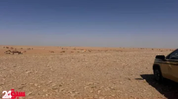 مخالفة رعي تعرض مواطنًا لعقوبات صارمة بعد ضبطه داخل محمية طبيعية